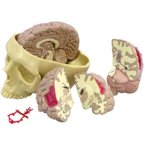 3B Brain Model