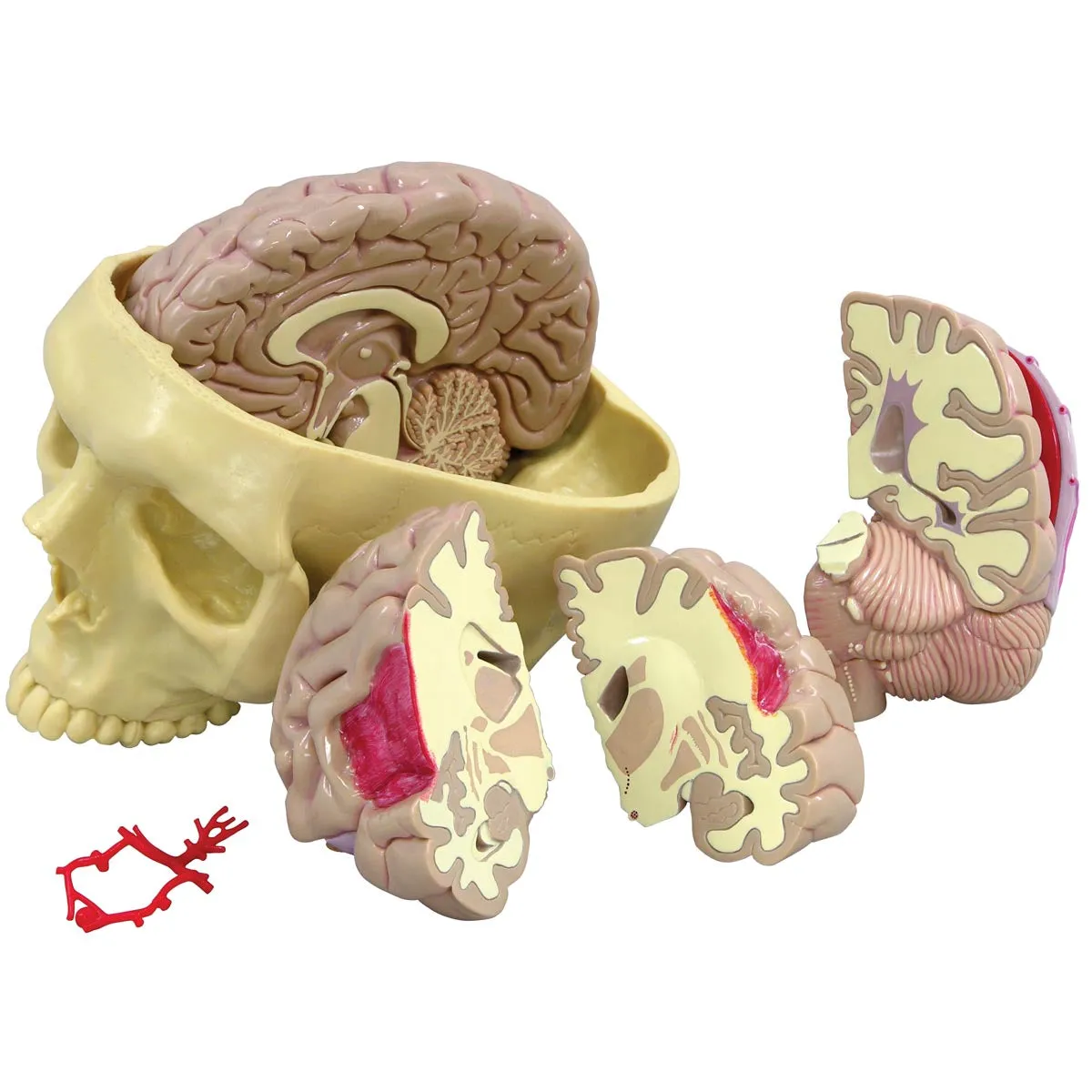 3B Brain Model