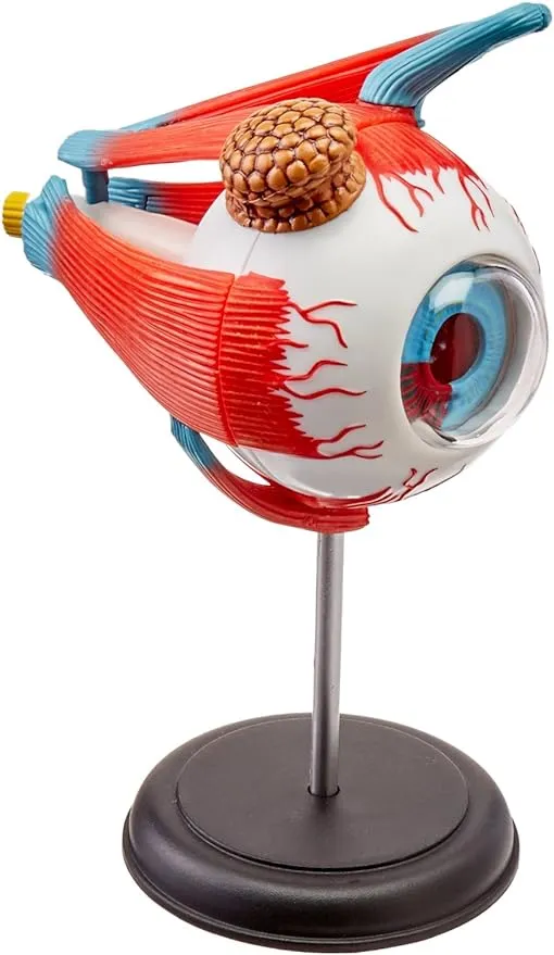 4D Vision Human Eyeball Anatomy Model