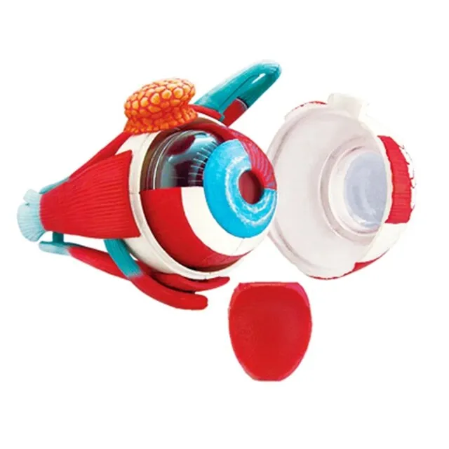 4D Vision Human Eyeball Anatomy Model