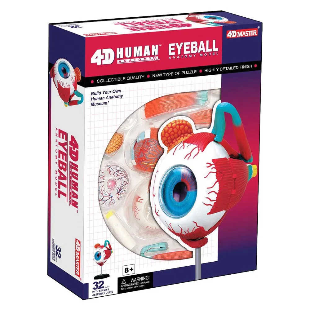 4D Vision Human Eyeball Anatomy Model