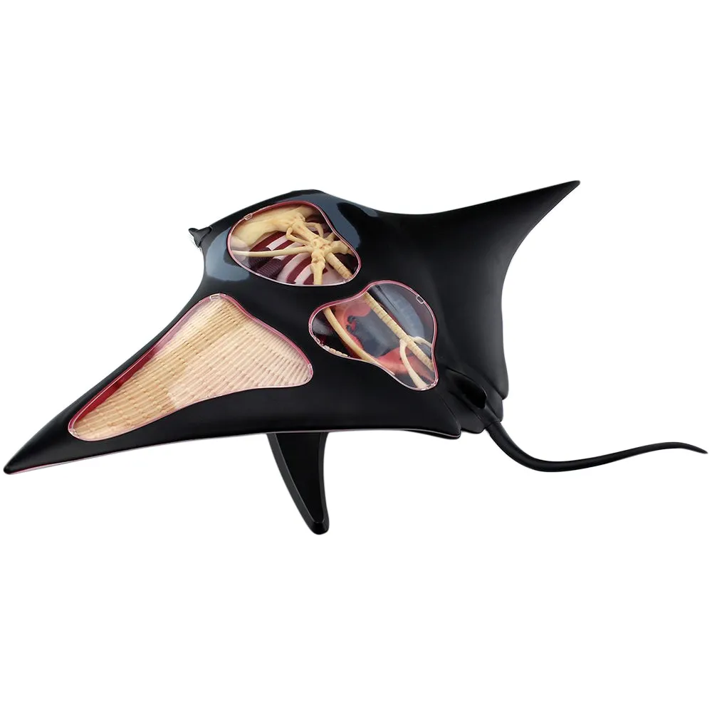 4D Vision Manta Ray Model