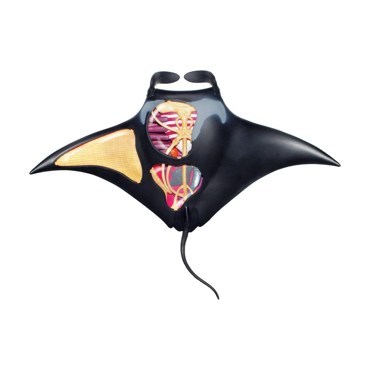 4D Vision Manta Ray Model