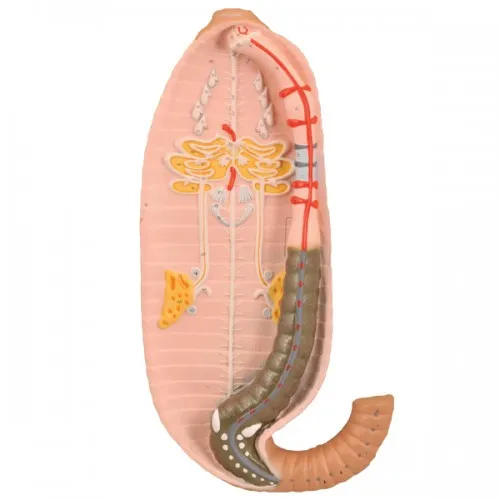 Eisco Earthworm Model