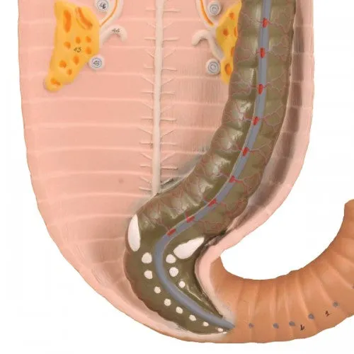 Eisco Earthworm Model