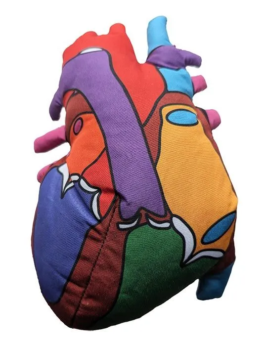 Heart Model - Stuffed