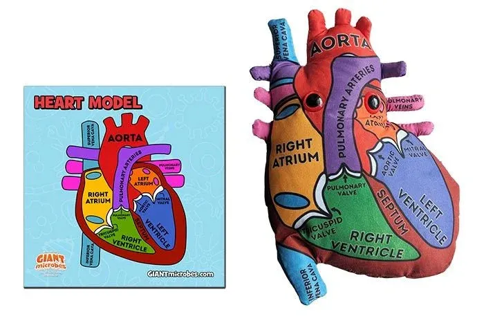Heart Model - Stuffed